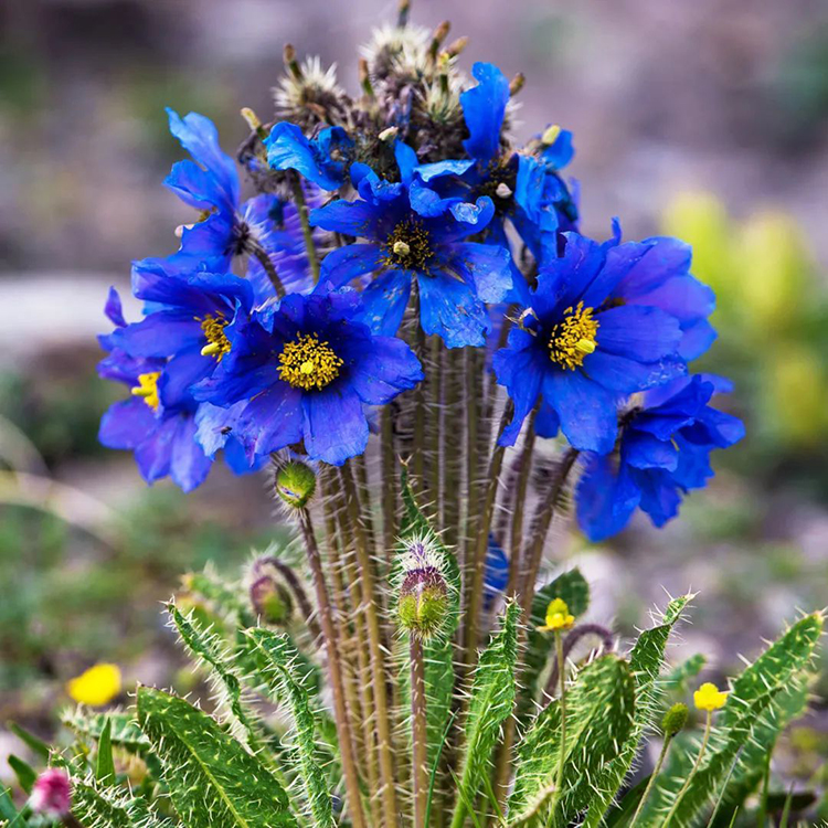 中國國家公園，到底有多寶藏？