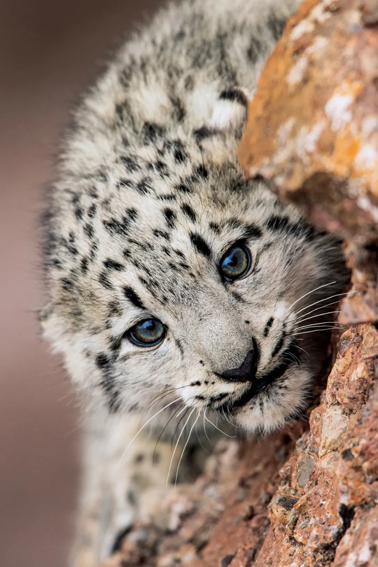 中國國家公園，到底有多寶藏？