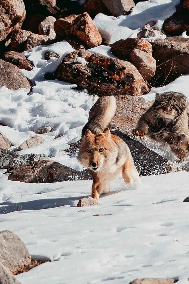 中國國家公園，到底有多寶藏？
