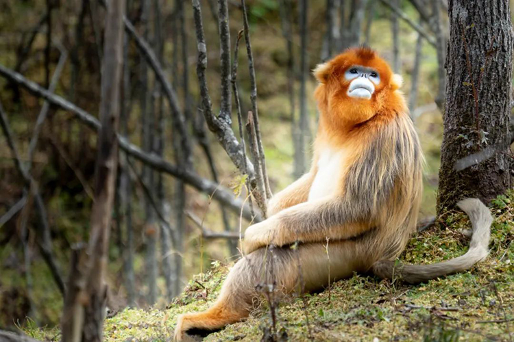 中國國家公園，到底有多寶藏？