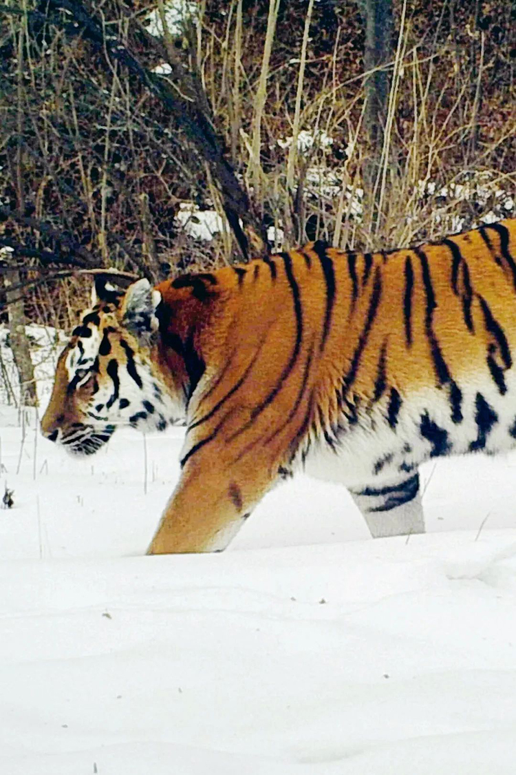 中國國家公園，到底有多寶藏？