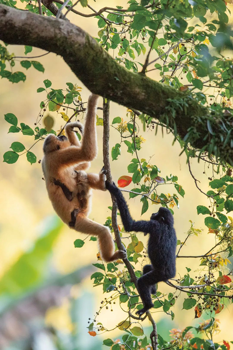 中國國家公園，到底有多寶藏？