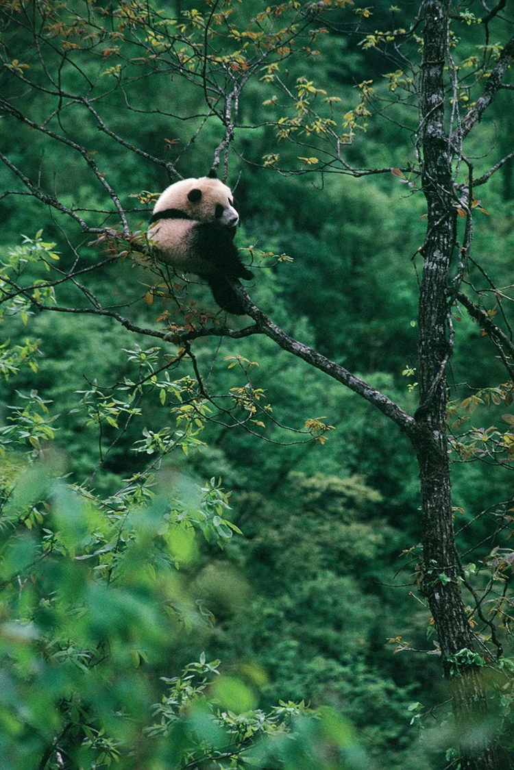 中國國家公園，到底有多寶藏？