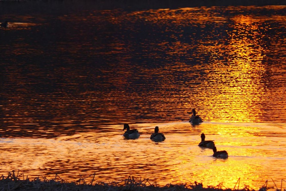 大雁——靳新國(guó)拍于北京南海子郊野公園
