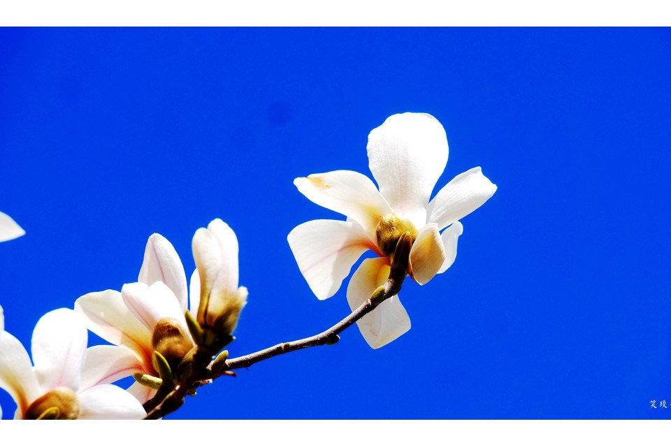 春花燦爛：笑琰攝