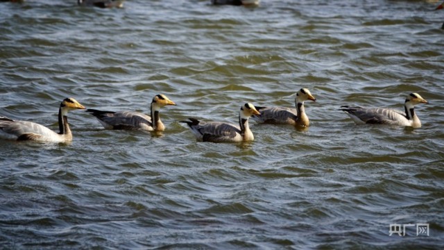 碧波蕩漾 青海湖迎來開湖季