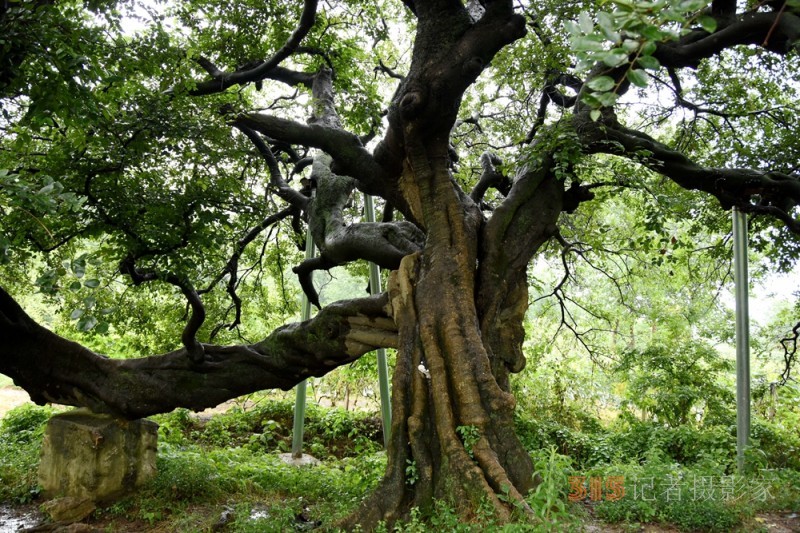 鐘靈毓秀美麗的安徽和縣石楊鎮