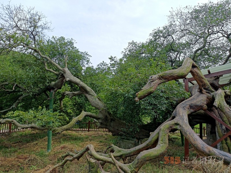 鐘靈毓秀美麗的安徽和縣石楊鎮