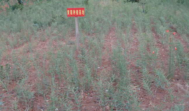 河南瑞龍德圣堂：為做經典飲片鍛造“金名片”
