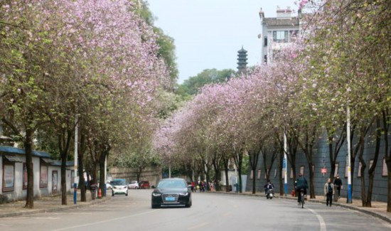 中國各地“賞花經濟”玩出新“花”樣