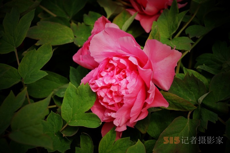 記者攝影家王帥偉攝影作品:千嬌萬態(tài)乃牡丹