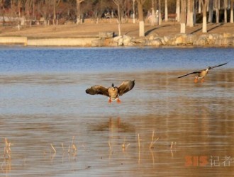 南海子公園大雁與綠頭鴨等