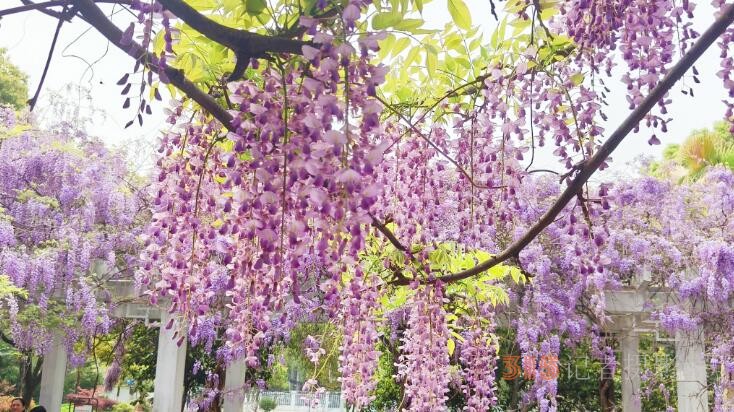  紫藤花開迎客來