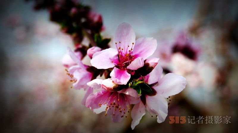 笑琰攝影李月詩(shī)詞:今日方知春釀好 桃花十里美人眠