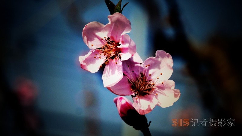 笑琰攝影李月詩(shī)詞:今日方知春釀好 桃花十里美人眠