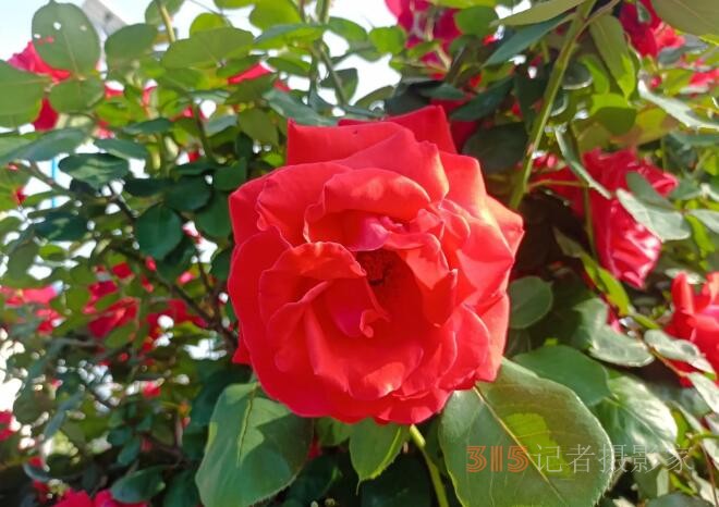 硯秋大師成就詩城程派藝術百花盛開