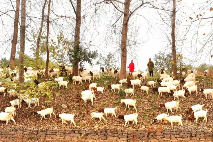 養殖生態羊   奔向致富路