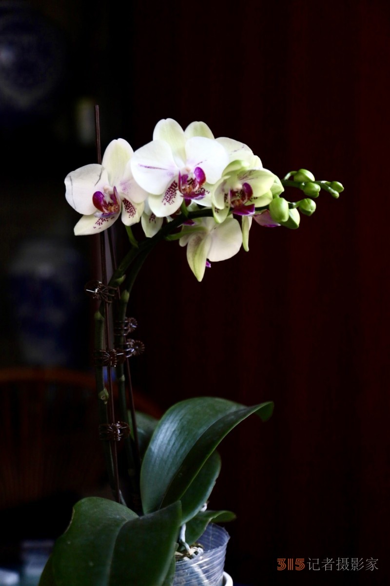 孫建軍攝影:蘭之韻