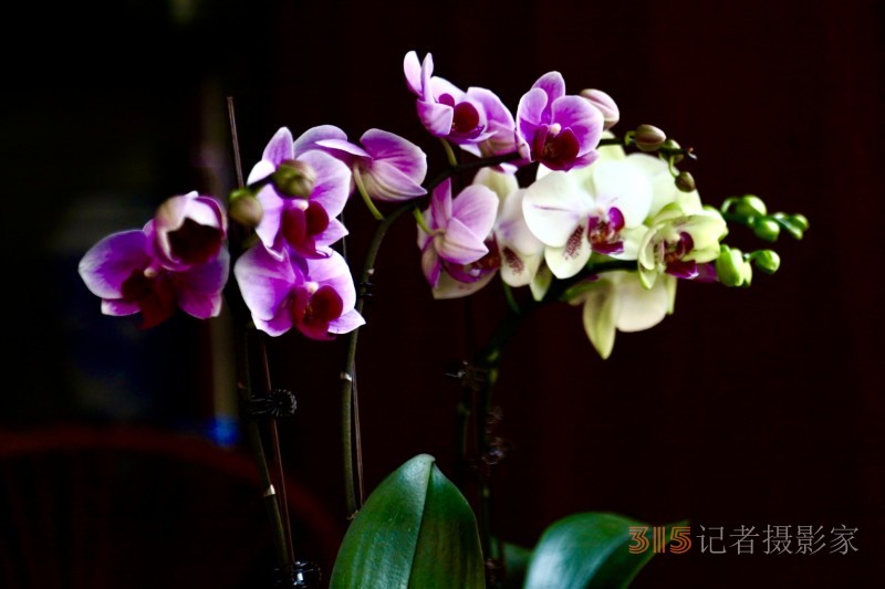 孫建軍攝影:蘭之韻