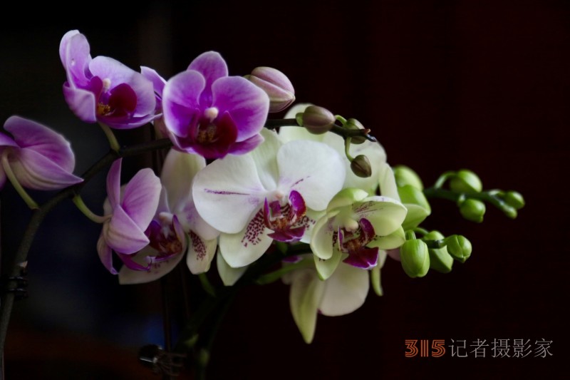 孫建軍攝影:蘭之韻