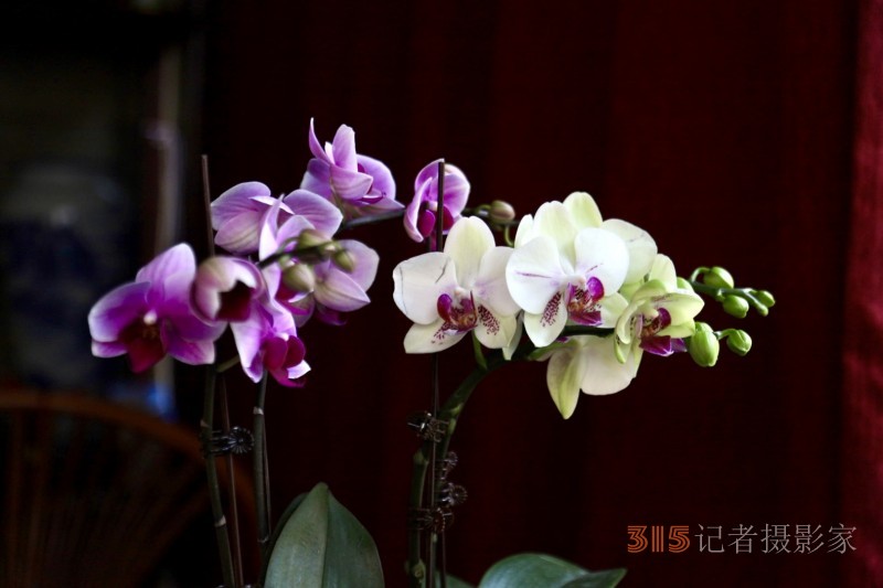 孫建軍攝影:蘭之韻