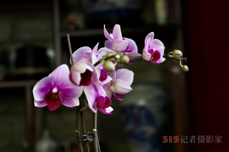 孫建軍攝影:蘭之韻