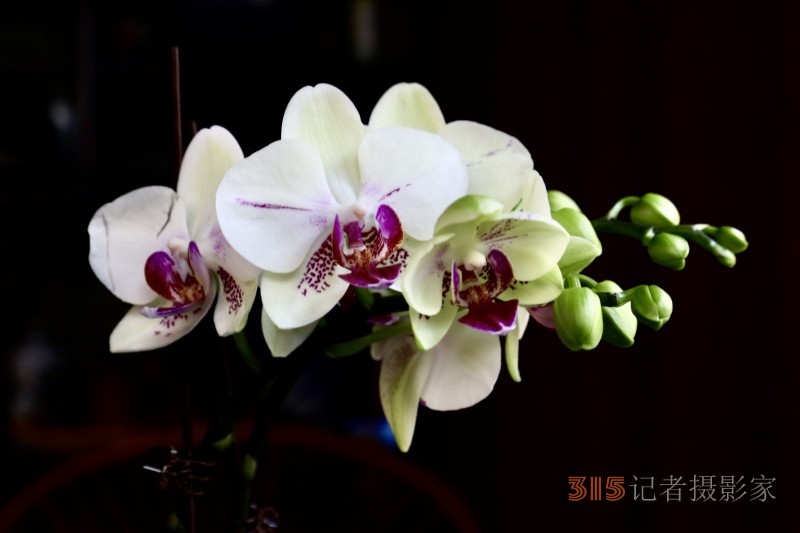 孫建軍攝影:蘭之韻