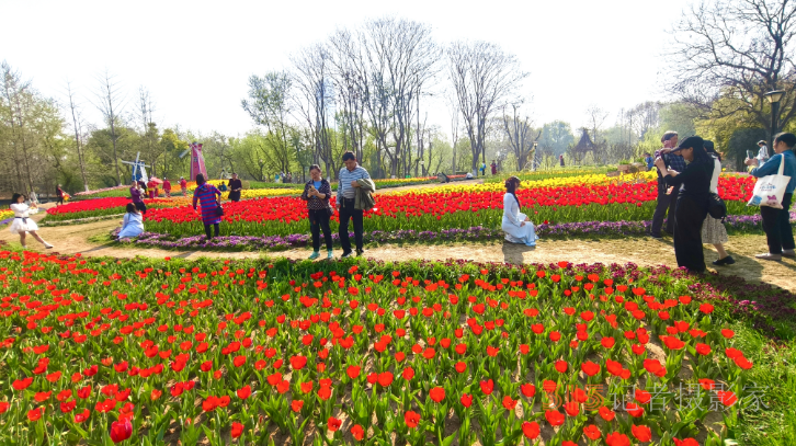 春日花海醉游人！武漢解放公園8.5萬株郁金香綻放成畫