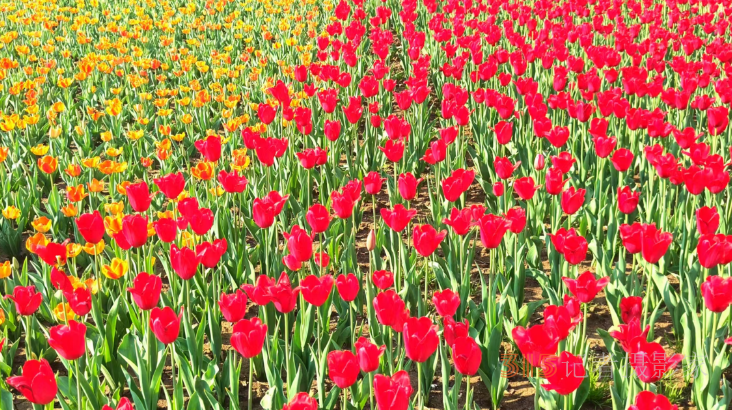 春日花海醉游人！武漢解放公園8.5萬株郁金香綻放成畫