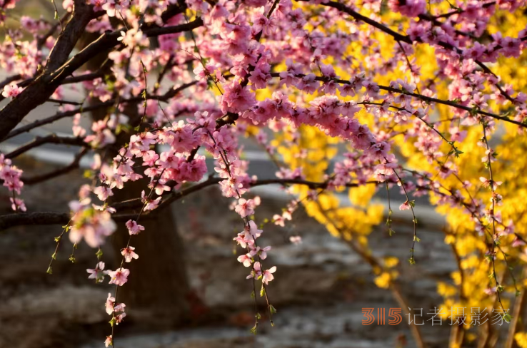 樂訂坊成功舉辦“花香上巳節(jié)，春騁老君堂”非遺漂漆體驗(yàn)賞花拍攝活動(dòng)