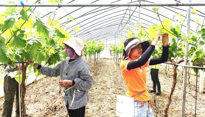  整枝固藤促豐收 陽光葡萄更香甜