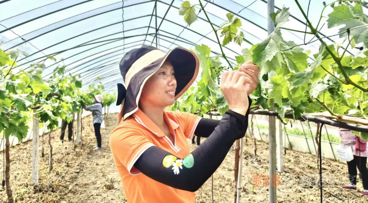  整枝固藤促豐收 陽光葡萄更香甜