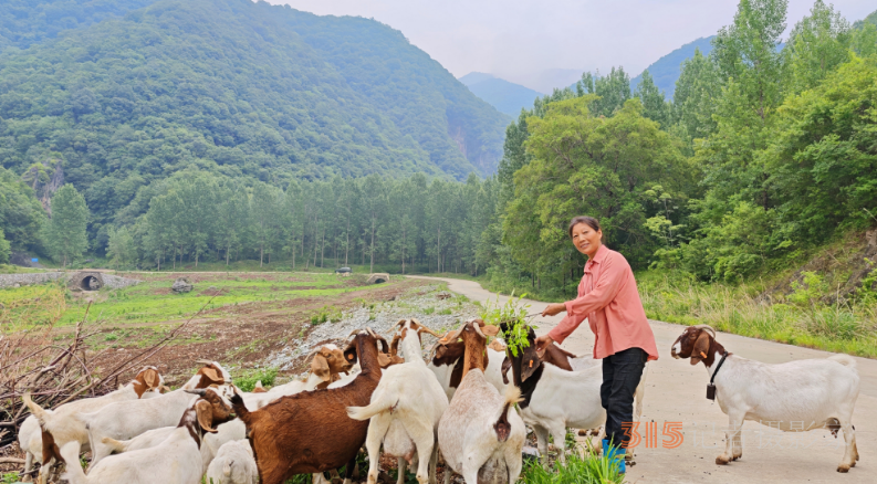 羊群繪就鄉村新畫卷