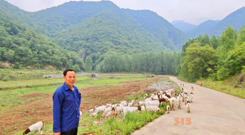 羊群繪就鄉村新畫卷
