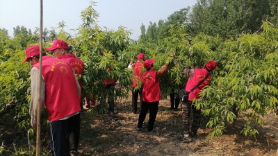 德州保店鎮(zhèn)：志愿紅助力黃桃基地疏果 共繪鄉(xiāng)村振興新圖景