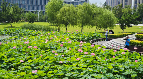 荷香滿溢引客來