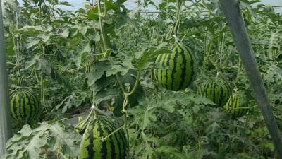 高原上的魯商引擎——林芝市魯商產(chǎn)業(yè)園的藏區(qū)協(xié)同發(fā)展紀(jì)實(shí)