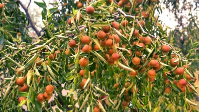 黃驊碳氫核肥冬棗基地迎豐收：增產三成零農殘，綠色種植結出“放心果”