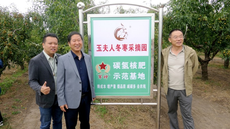 黃驊碳氫核肥冬棗基地迎豐收：增產(chǎn)三成零農殘，綠色種植結出“放心果”