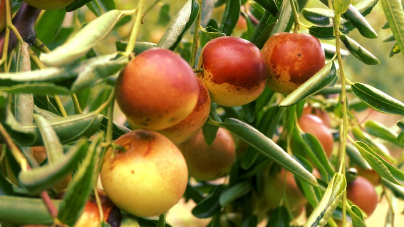 黃驊碳氫核肥冬棗基地迎豐收：增產(chǎn)三成零農殘，綠色種植結出“放心果”