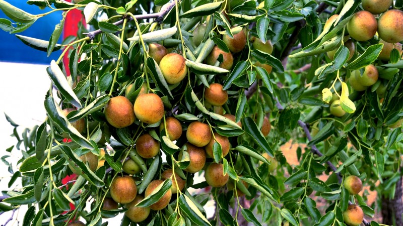 黃驊碳氫核肥冬棗基地迎豐收：增產(chǎn)三成零農殘，綠色種植結出“放心果”