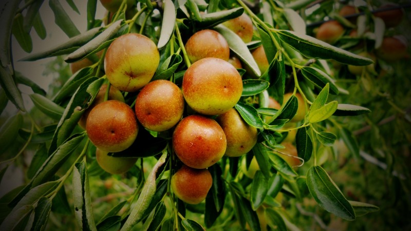 黃驊碳氫核肥冬棗基地迎豐收：增產(chǎn)三成零農殘，綠色種植結出“放心果”