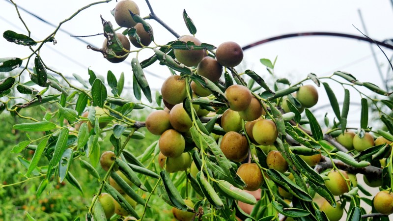 黃驊碳氫核肥冬棗基地迎豐收：增產(chǎn)三成零農殘，綠色種植結出“放心果”