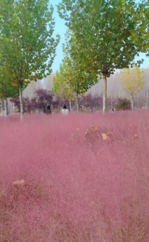 李月手機(jī)拍圖——2025年秋天的回憶