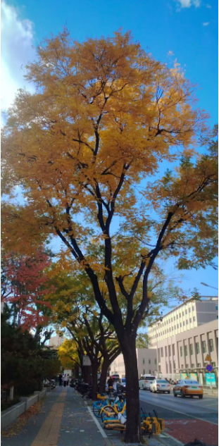 李月手機(jī)拍圖——2025年秋天的回憶