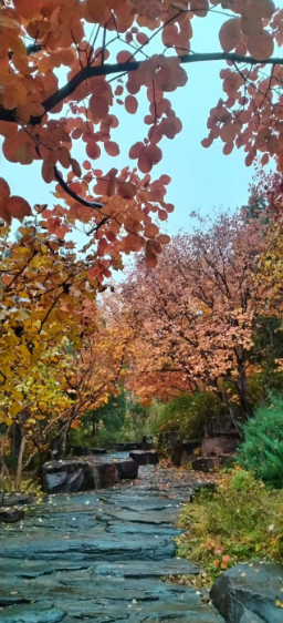 李月手機(jī)拍圖——2025年秋天的回憶