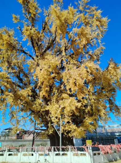 李月手機(jī)拍圖——2025年秋天的回憶