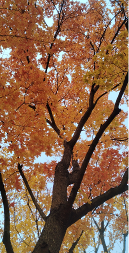 李月手機(jī)拍圖——2025年秋天的回憶