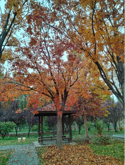 李月手機(jī)拍圖——2025年秋天的回憶