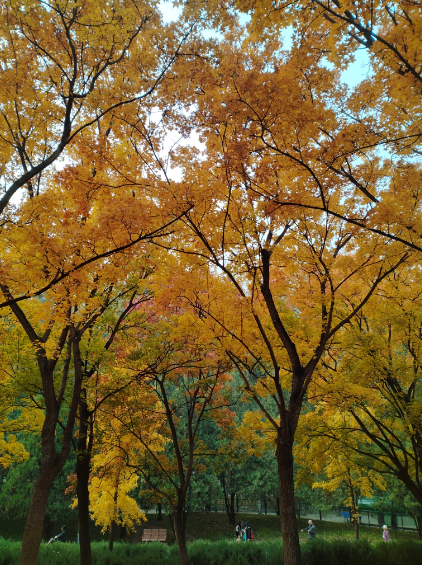 李月手機(jī)拍圖——2025年秋天的回憶